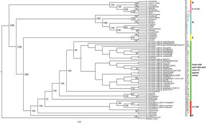 Nucleotide Evolution, Domestication Selection, and Genetic Relationships of Chloroplast Genomes in the Economically Important Crop Genus Gossypium